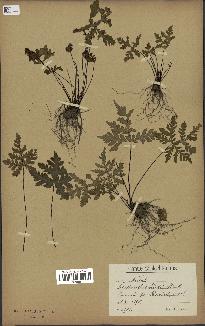 spécimen de Doryopteris kirkii