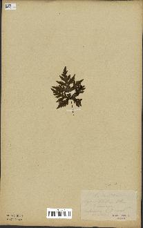 spécimen de Doryopteris kirkii