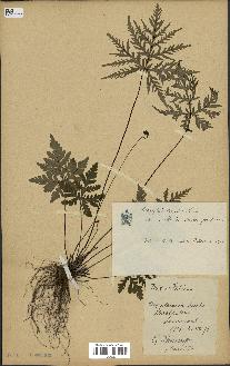 spécimen de Doryopteris kirkii