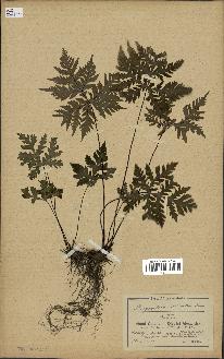 spécimen de Doryopteris kirkii