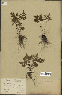 spécimen de Doryopteris kirkii