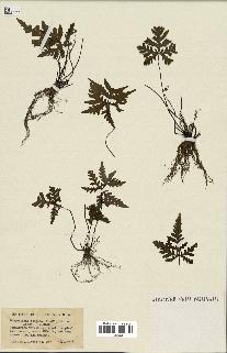 spécimen de Doryopteris kirkii