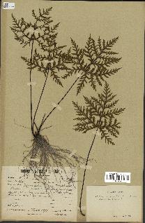 spécimen de Doryopteris kirkii