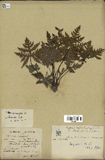 spécimen de Doryopteris kirkii