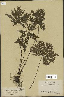 spécimen de Doryopteris kirkii