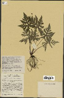 spécimen de Doryopteris kirkii