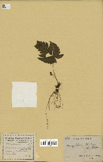 spécimen de Doryopteris kirkii