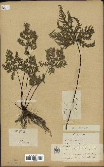 spécimen de Doryopteris kirkii