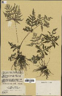spécimen de Doryopteris kirkii