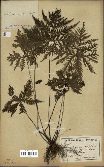 spécimen de Doryopteris kirkii