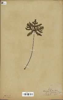 spécimen de Doryopteris kirkii