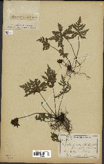 spécimen de Doryopteris kirkii