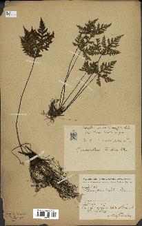 spécimen de Doryopteris kirkii