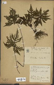 spécimen de Doryopteris kirkii