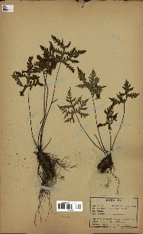 spécimen de Doryopteris kirkii
