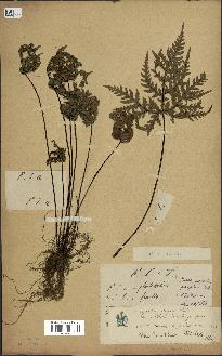 spécimen de Doryopteris kirkii