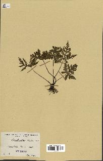 spécimen de Doryopteris kirkii