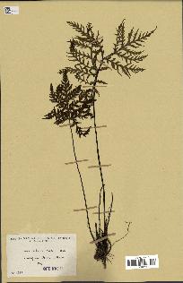 spécimen de Doryopteris kirkii