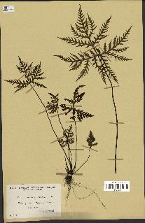 spécimen de Doryopteris kirkii