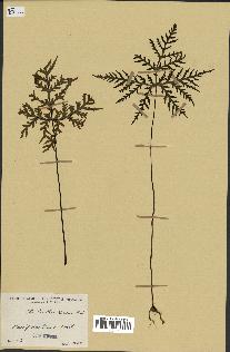 spécimen de Doryopteris kirkii