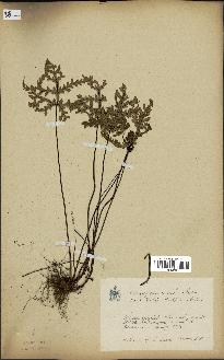 spécimen de Doryopteris kirkii
