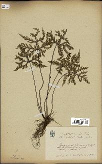 spécimen de Doryopteris kirkii
