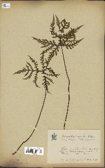 spécimen de Doryopteris kirkii
