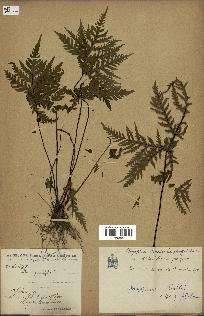 spécimen de Doryopteris kirkii