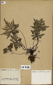 spécimen de Doryopteris kirkii