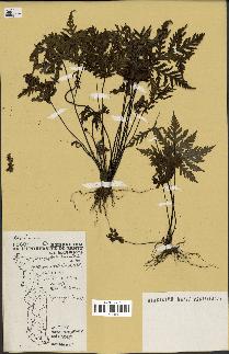 spécimen de Doryopteris kirkii