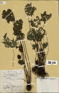 spécimen de Doryopteris kirkii