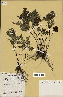 spécimen de Doryopteris kirkii
