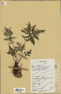 spécimen de Doryopteris kirkii