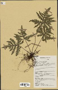 spécimen de Doryopteris kirkii