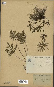 spécimen de Doryopteris kirkii