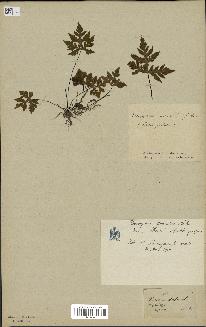 spécimen de Doryopteris kirkii