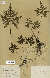 spécimen de Doryopteris kirkii