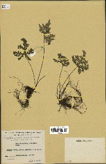 spécimen de Doryopteris kirkii