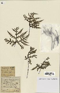spécimen de Doryopteris kirkii