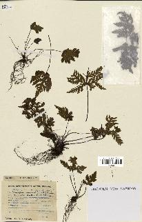 spécimen de Doryopteris kirkii