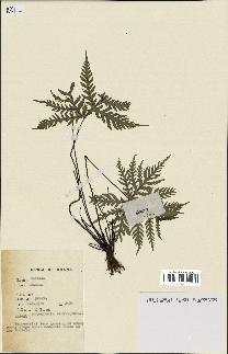 spécimen de Doryopteris kirkii