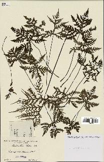 spécimen de Doryopteris kirkii