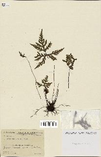 spécimen de Doryopteris kirkii