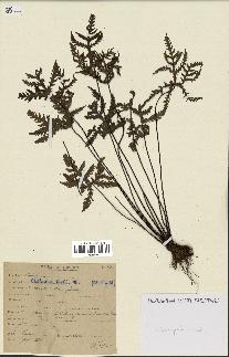 spécimen de Doryopteris kirkii