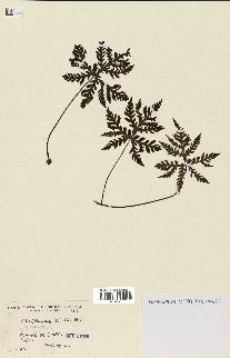 spécimen de Doryopteris kirkii