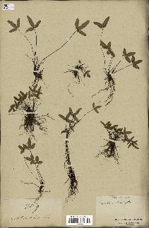 spécimen de Doryopteris triphylla