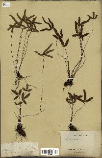 spécimen de Doryopteris triphylla