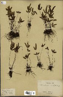 spécimen de Doryopteris triphylla