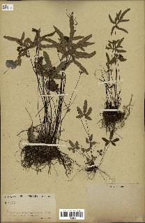 spécimen de Doryopteris triphylla