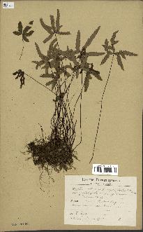 spécimen de Doryopteris triphylla